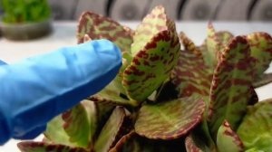 10 Tiger Kalanchoe Humilis Succulent Care Guide | 다육식물 多肉植物 Suculentas