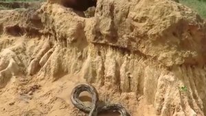 Львица Спасает Своего Детеныша! Величайшие Битвы Диких Животных!