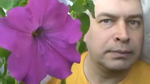 Цветёт цветок петуния в горшке смотреть онлайн