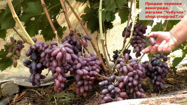 Виноград лучше Байконура? Раньше и слаще, крупнее? Конечно же ЭТАЛОН! Это его характеристики смотреть онлайн