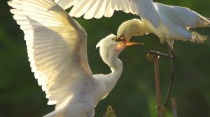 Цапля малая белая (Egretta garzetta)