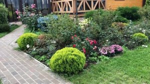 Клумба с шаровидной туей Мириам и почвопокровной розой Си Фоум .