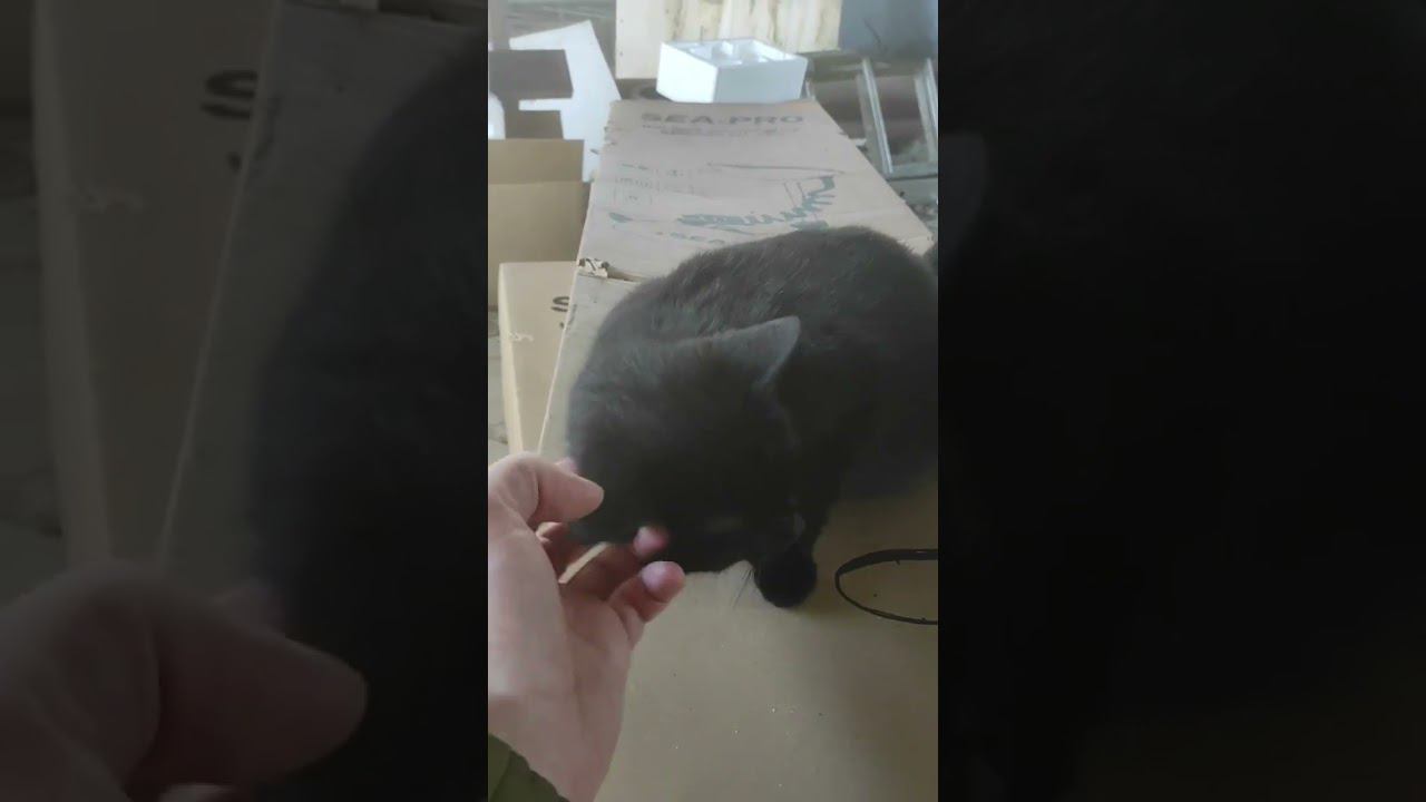 Котейки тоже выбивают продукцию Sea Pro) смотреть онлайн