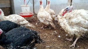 Как вырастить индюка без проблем. Мысли вслух.