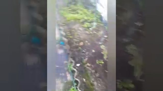 Что делать из старых оконных рам?#Теплица #парник #своимируками смотреть онлайн