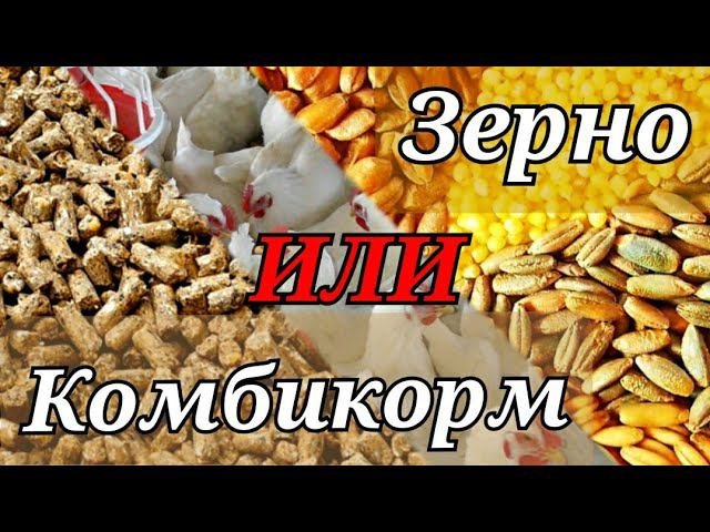 Чем кормить бройлеров? ЗЕРНО или КОМБИКОРМ. Как содержать бройлера? КЛЕТКА или ВЫГУЛ.