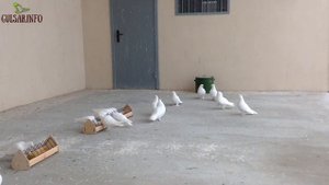 БЕЛАЯ ТУРЕЦКАЯ ТАКЛА / ГОЛУБИ / Pigeons / Taube / doves / dove