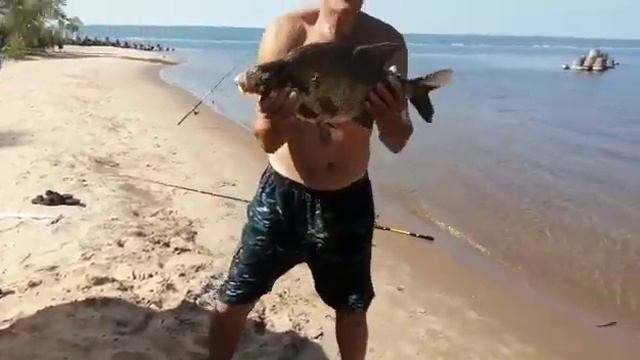 словил жирного леща смотреть онлайн