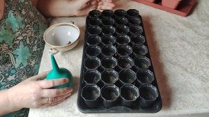 Сажаем салат пикинский