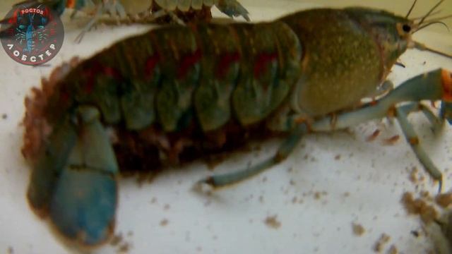 Сколько же может дать малька самка австралийского красноклешневого рака смотреть онлайн