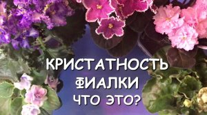 Кристатность фиалки