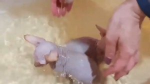 КУПАЕМ КОТЯТ КАНАДСКОГО СФИНКСА!!!