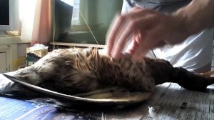 ДЕЛАЕМ ЧУЧЕЛО МУЛЯЖ ДЛЯ УТИНОЙ ОХОТЫ