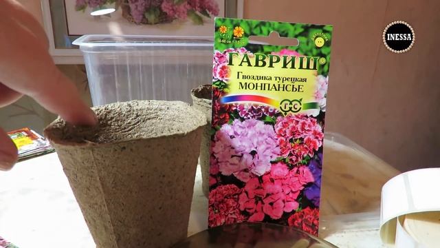 Турецкая гвоздика (сеем семена на рассаду). Dianthus. смотреть онлайн