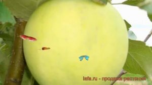 Яблоня обыкновенная Папировка (malus papirovka) ? обзор: как сажать, саженцы яблони Папировка