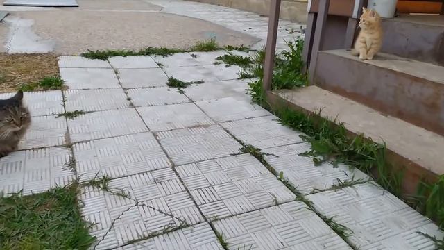 Первый выход отважного котенка на улицу, знакомство с соседскими котами смотреть онлайн