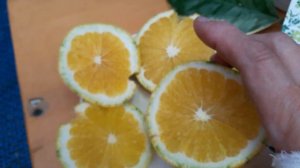 Дегустация апельсина Тарокко вариегатный