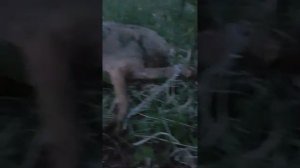 Волк в капкане МВ 750 LOS 1.06.2021г.