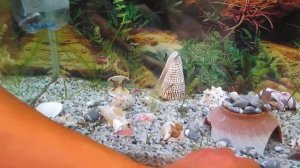 украшение в аквариум своими руками. Декор. Жемчужина в ракушке