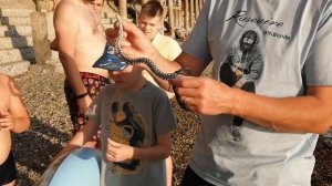 Змея в Адлере на пляже 28 июня 2019