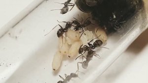 Formica fusca НАЧАЛО ИМПЕРИИ! ЖИЗНЬ ПОСЛЕ ЗИМОВКИ
