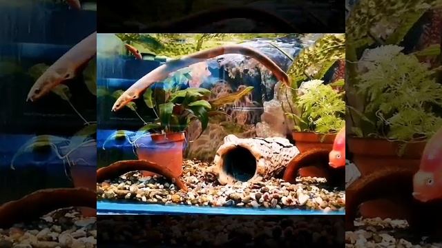 Каламоихт калабарский (рыба-змея) смотреть онлайн