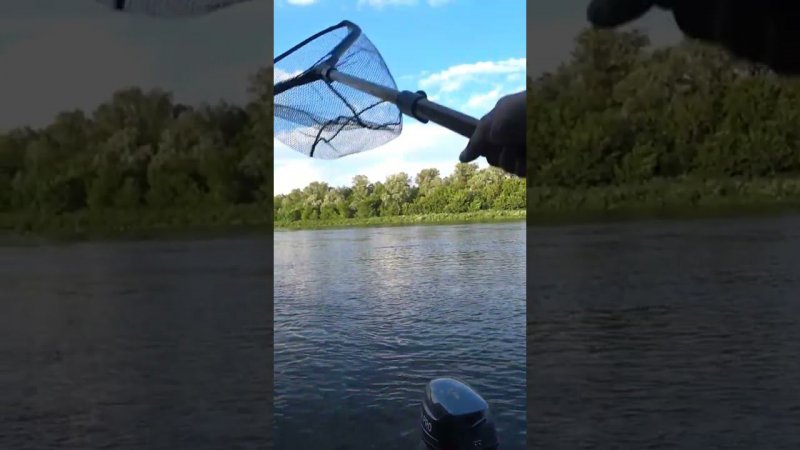 "Сомик на Rapala" #рыбалка #fishing