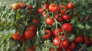 ЧТО ЭТО - Гумат калия.