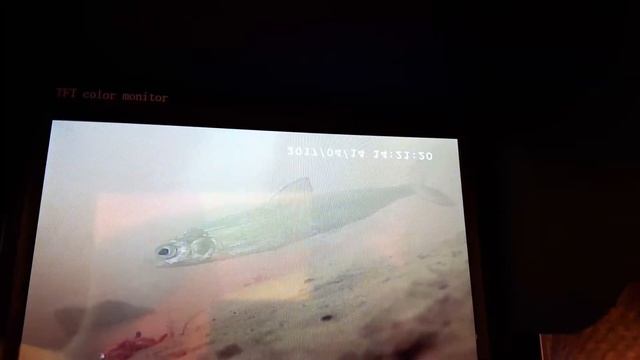 Сиги. Залив Сухое море в Белом море. 2017 Подводная съёмка(зима) смотреть онлайн