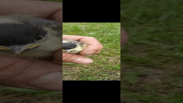 Спас этого малыша от верной гибели