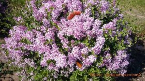Сирень венгерская (syringa josikaea) ? венгерская сирень обзор: как сажать, саженцы сирени