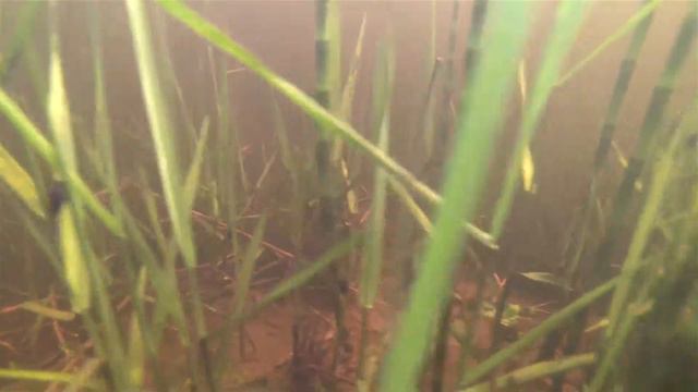 Головастики... Малек щуки чуть-чуть в кадр залез... смотреть онлайн