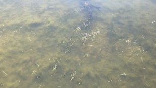 Москва. Парк "Ходынское поле". В прудах водится много рыбы.