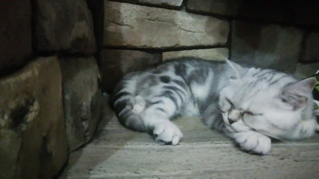 в место коня, спит на моих камнях смотреть онлайн