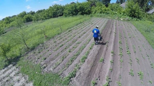 Окучивание картофеля / ЛопЛош / Мотокультиватор