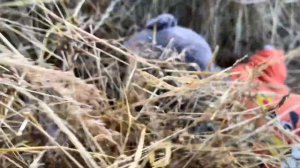 Басики в деревне. Летний день