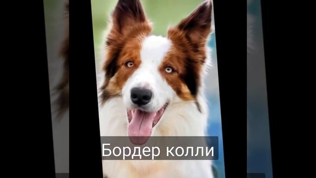 Собаки которые имеют голубые глаза. #рек