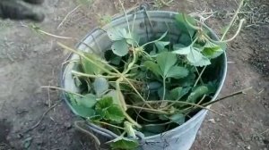 Касетная рассада клубники #1 без фогеров|Как быстро размножить клубнику|Закладка 100 Касеты КЛУБНИК