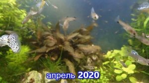 Кочка из Криптокорины Нури продолжительность жизни