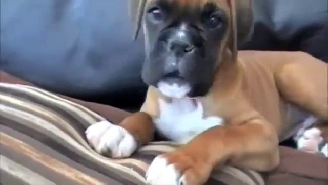 Щенок боксер слушает телефон Это очень забавно смотреть онлайн