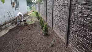 Мой сад с розами, посев туи из семян, укладываю геотекстиль и сосновую кору.