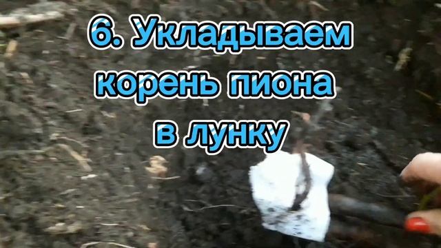 Посадка пионов поздней осенью октябрь - ноябрь