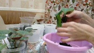 Вторая пикировка глоксиний, фиалок, цикламенов. Пересадка стрептокарпуса.