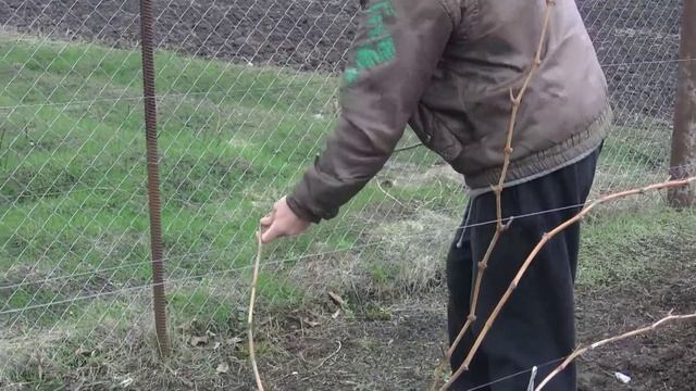 Быстрая и практичная подвязка лоз виноградных кустов. смотреть онлайн