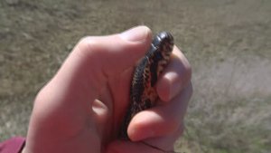 Сарматский полоз после спячки 2022-04-07