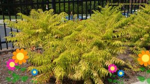 Сумах пушистый Тайгер Айс. Краткий обзор, описание характеристик rhus typhina TIGER EYES Bailtiger