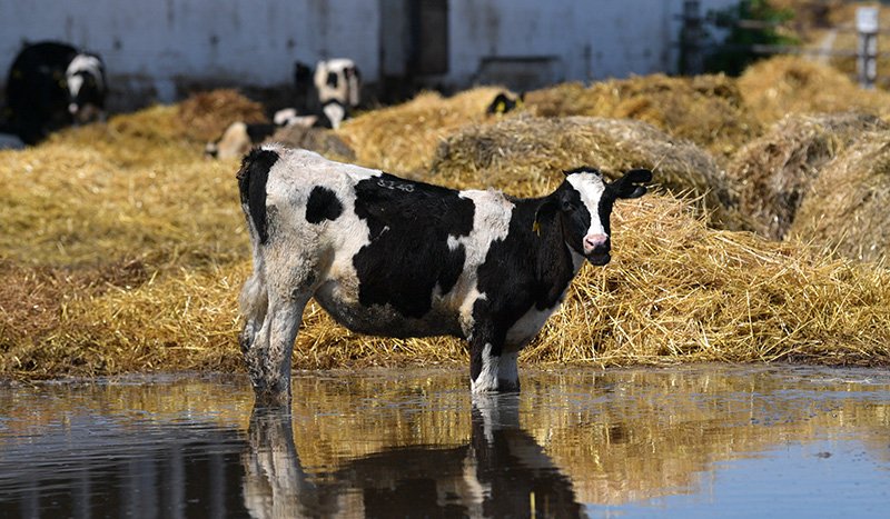 Венгрия и Польша отказались от украинских сельхозпродуктов / События на ТВЦ