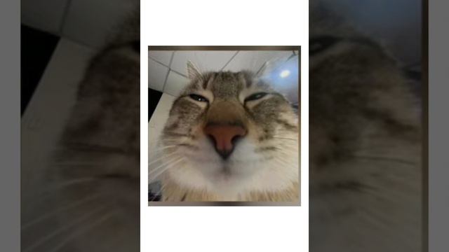 Nyan mp3- почему котикам компьютеры не нравится?