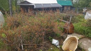 Что осталось после пожара. Что выжило после пожара. Обзор участка после пожара