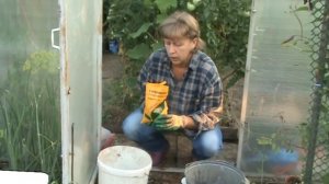 Чем подкормить арбузы и дыни. Приготовление Р- К удобрения